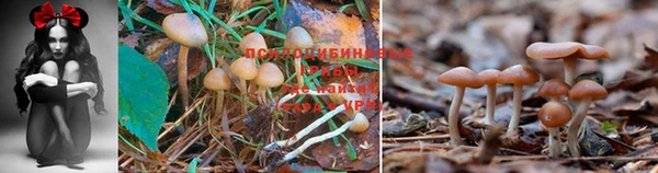 прущие грибы Алексеевка